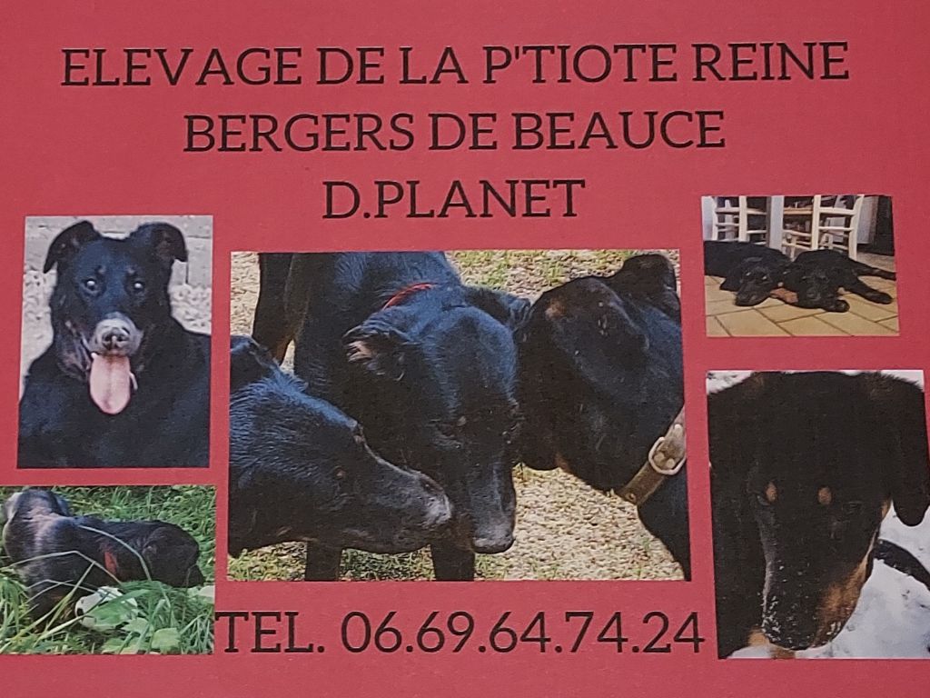 de la P'tiote Reine - ELEVAGE DE LA P'TIOTE REINE