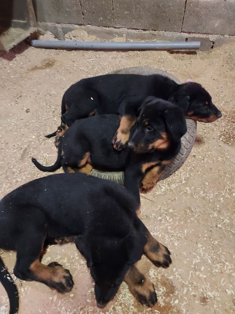 de la P'tiote Reine - TROIS PETITS BOUTS ENCORE DISPO !