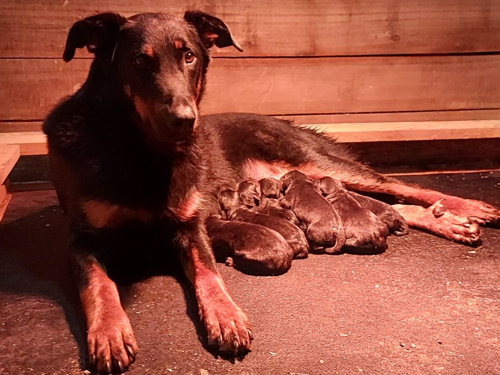 de la P'tiote Reine - PEGASE EST MAMAN DEPUIS LE 25 JUIN !