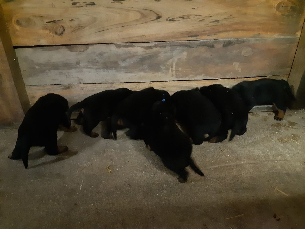 de la P'tiote Reine - PREMIER REPAS POUR LES PETITS LOULOUS