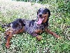  - A VENDRE JOLIE BEAUCERONNE ARLEQUINE