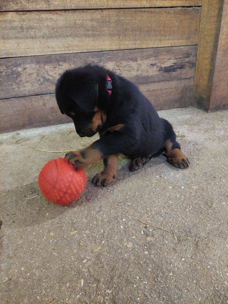 de la P'tiote Reine - Chiot disponible  - Berger de Beauce