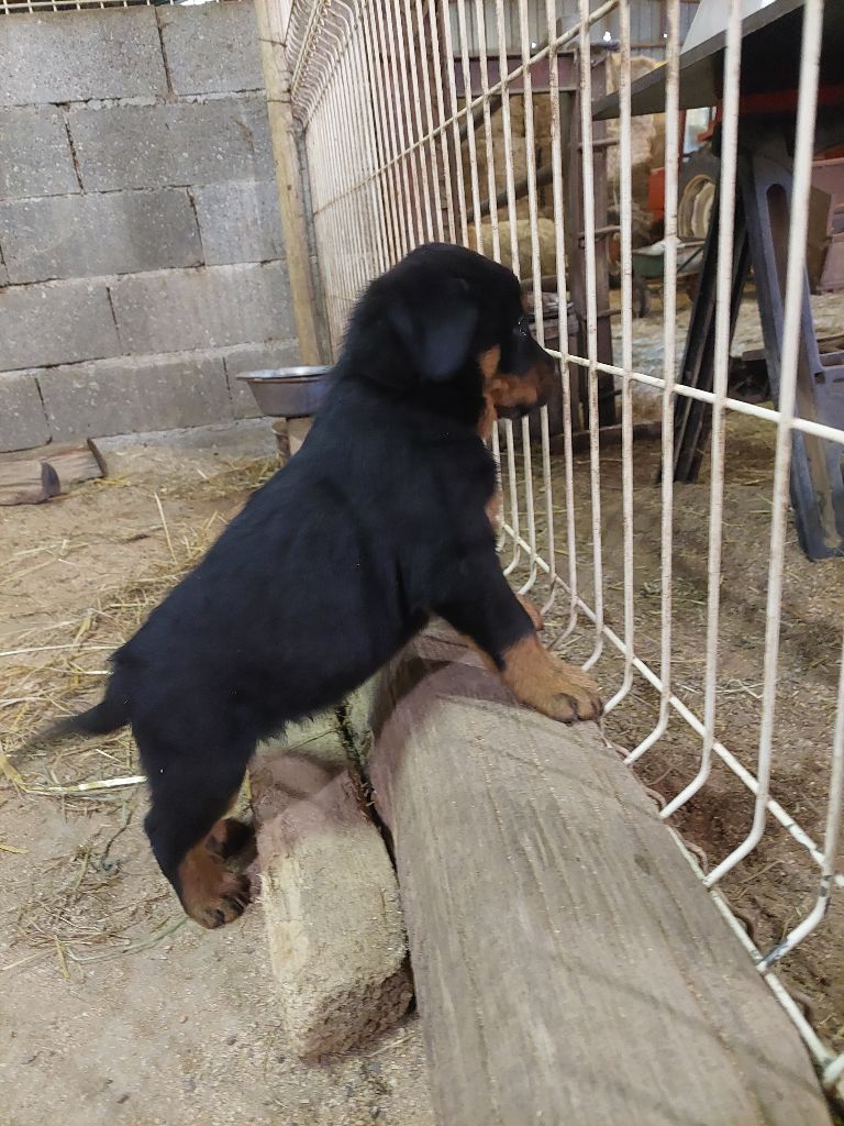 de la P'tiote Reine - Chiot disponible  - Berger de Beauce