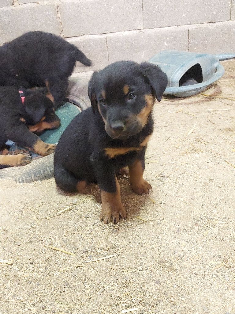 de la P'tiote Reine - Chiot disponible  - Berger de Beauce