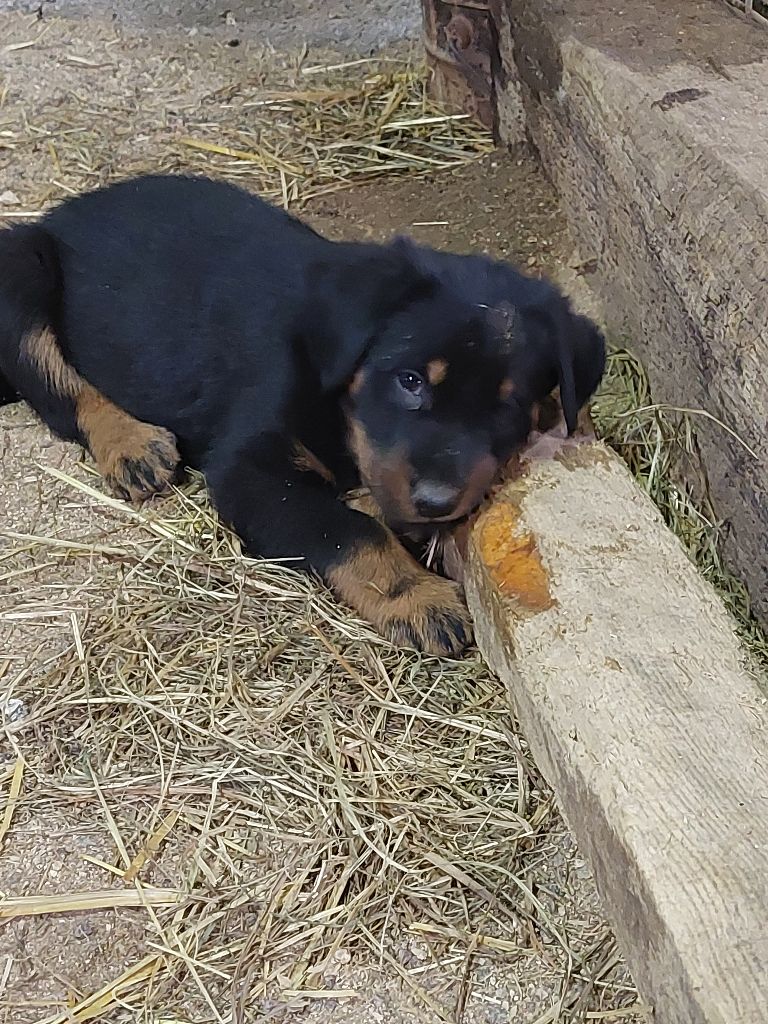 de la P'tiote Reine - Chiot disponible  - Berger de Beauce