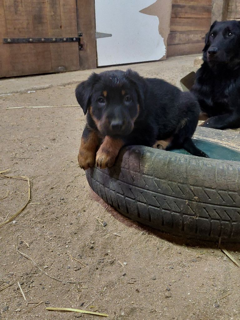 de la P'tiote Reine - Chiot disponible  - Berger de Beauce