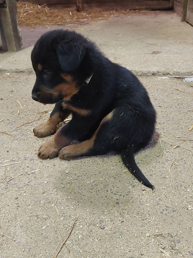 de la P'tiote Reine - Chiot disponible  - Berger de Beauce