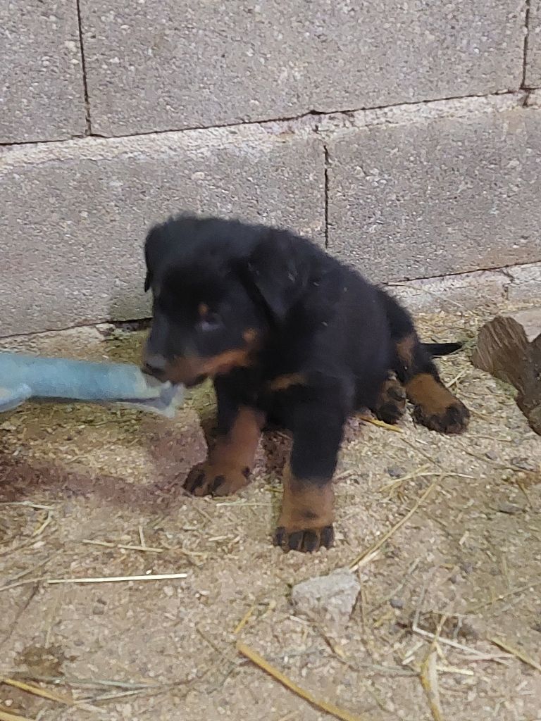 de la P'tiote Reine - Chiot disponible  - Berger de Beauce