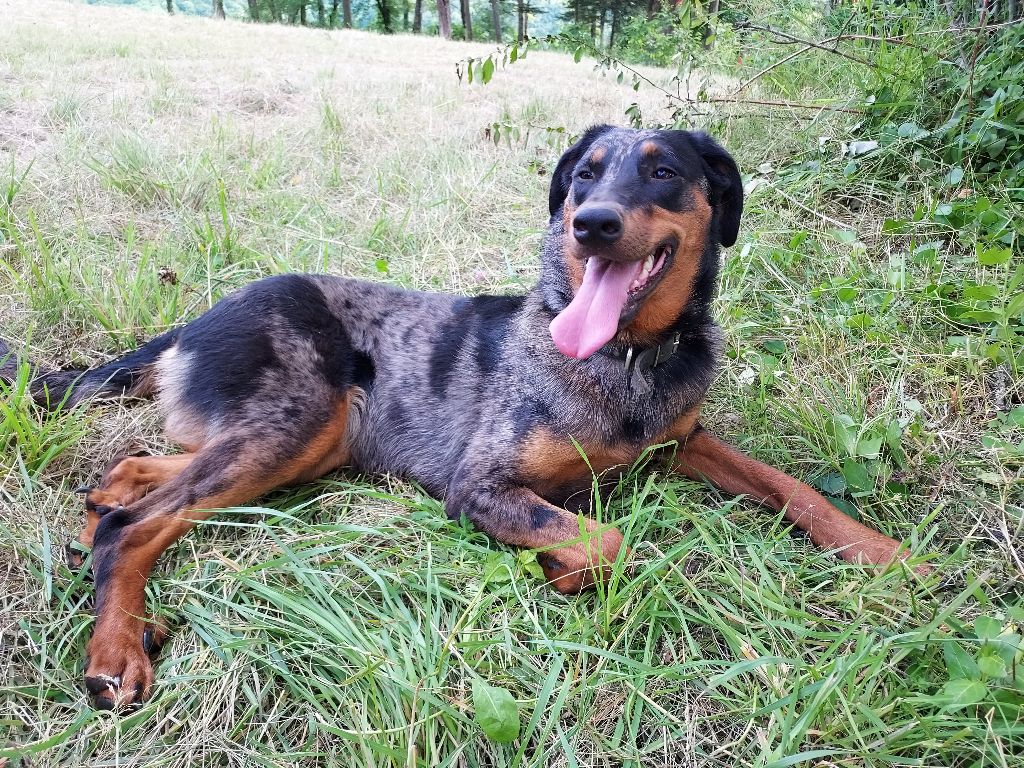 de la P'tiote Reine - A VENDRE JOLIE BEAUCERONNE ARLEQUINE