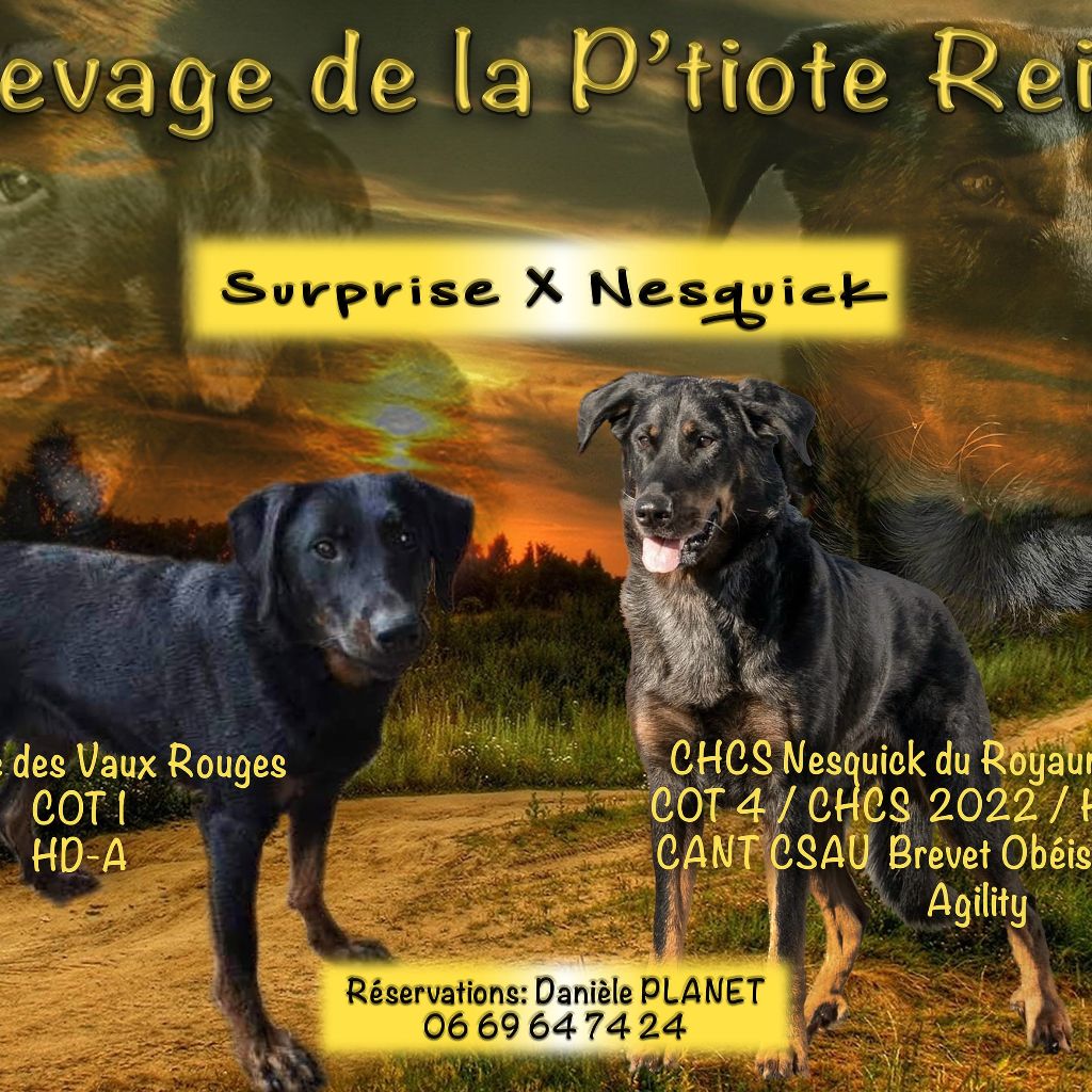 de la P'tiote Reine - SURPRISE BIENTÔT MAMAN !