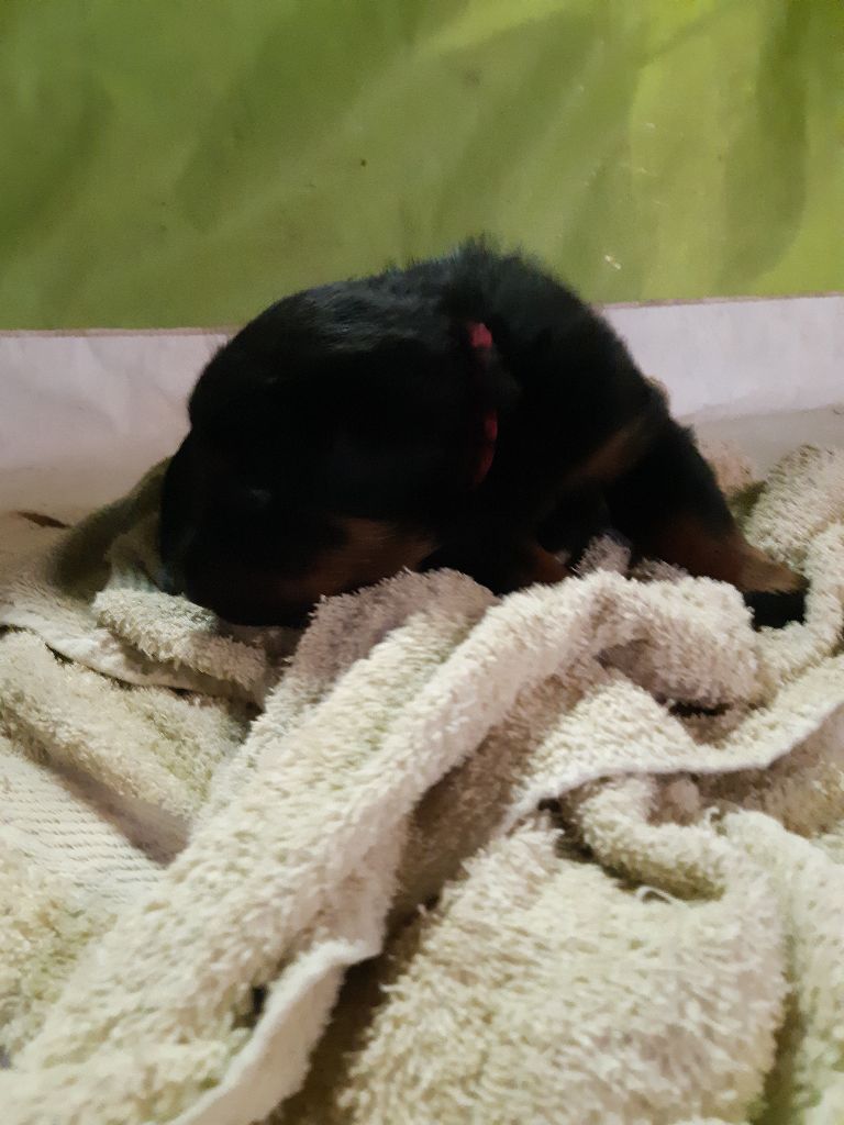 de la P'tiote Reine - Berger de Beauce - Portée née le 17/02/2023