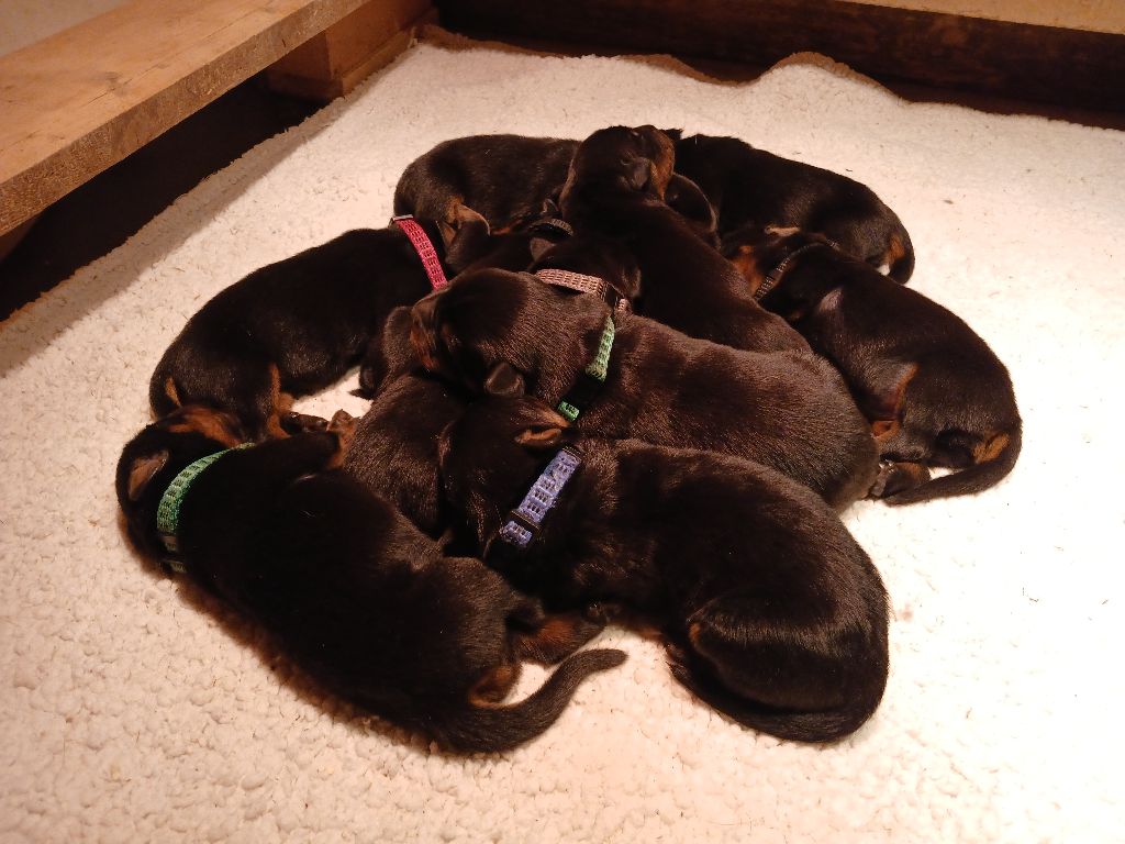 de la P'tiote Reine - Chiots disponibles - Berger de Beauce