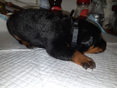 CHIOT COLLIER NOIR