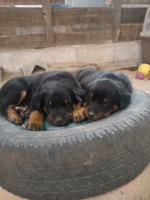Chiot N°3